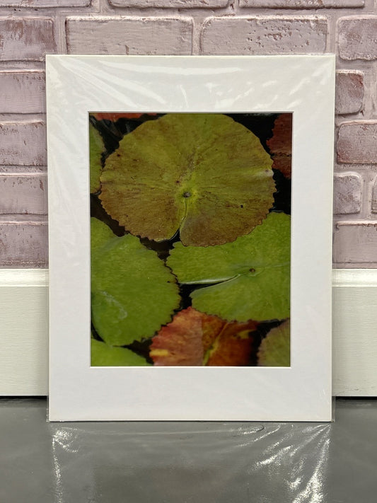 “Lillypad” 239 Studios Photograph, Multi, One Size, Brand New