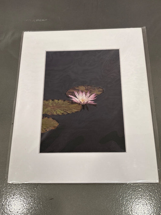 “Lillypads” 239 Studios Photograph, Multi, One Size, Brand New