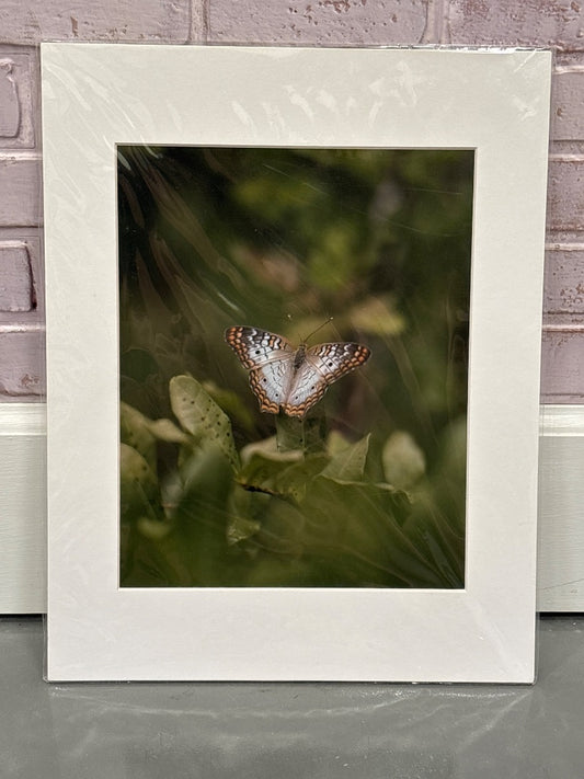“Butterfly” 239 Studios Photograph, Multi, One Size, Brand New