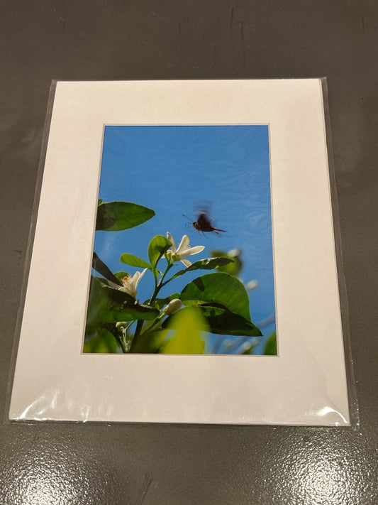 “Butterfly on Orange Blossom” 239 Studios Photograph, Multi, One Size, Brand New